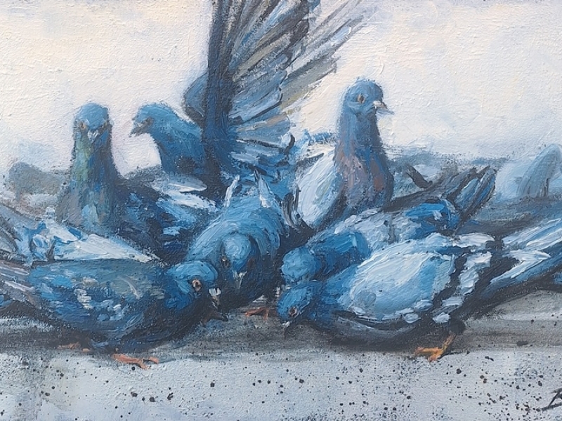 2504 Pigeons