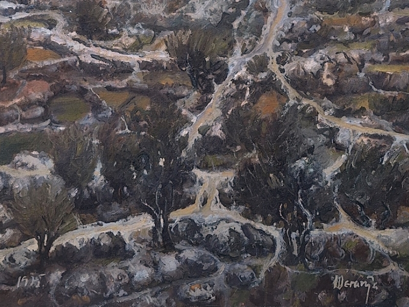 Olive tree orchard 1975.