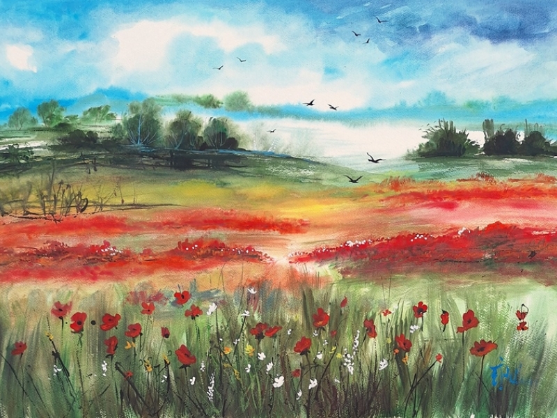 Poppy field 2422