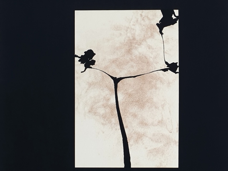 Tree of peace