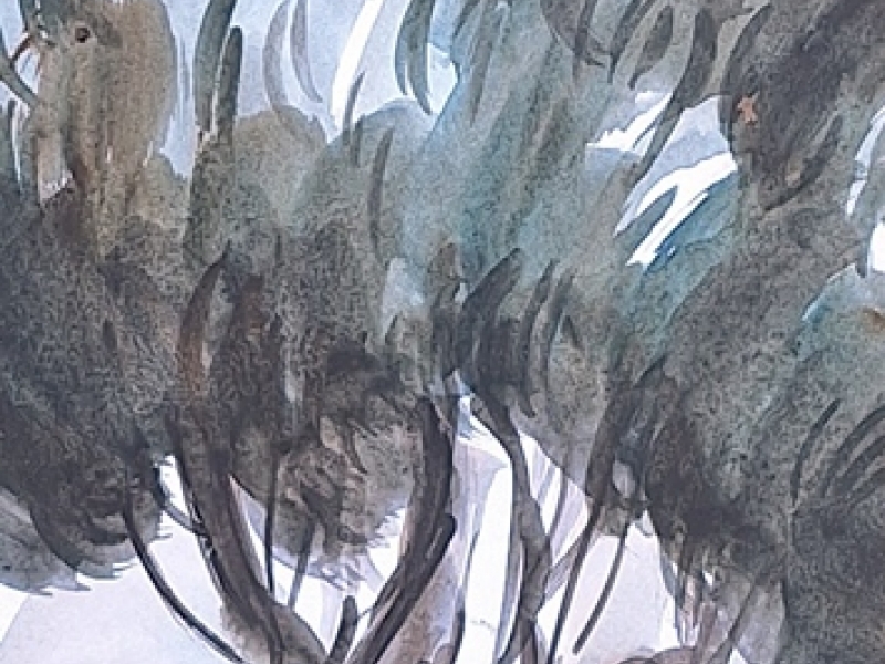 Olive tree M II