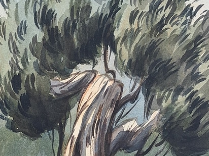 Olive tree S