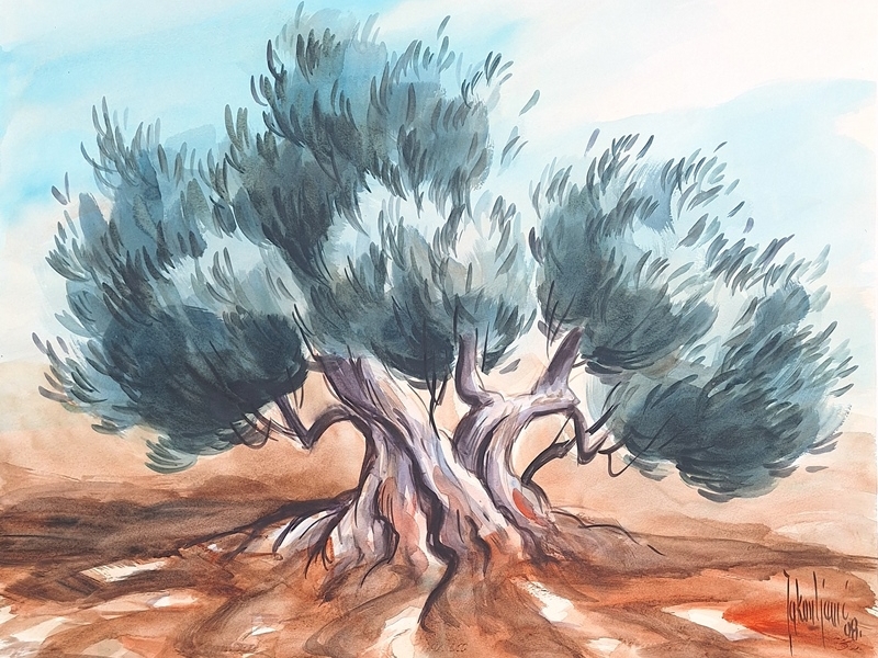 Olive tree XL