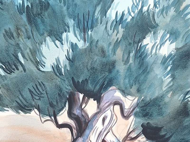 Olive tree L