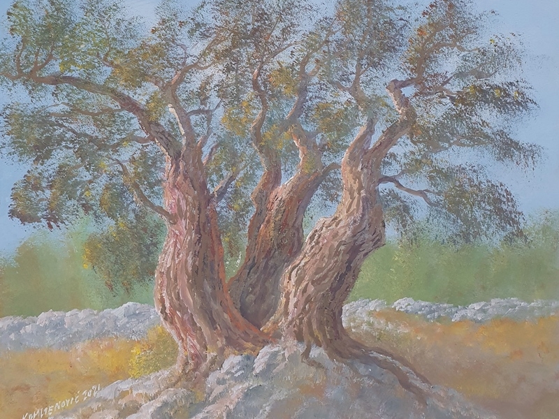 Olive trees 2125