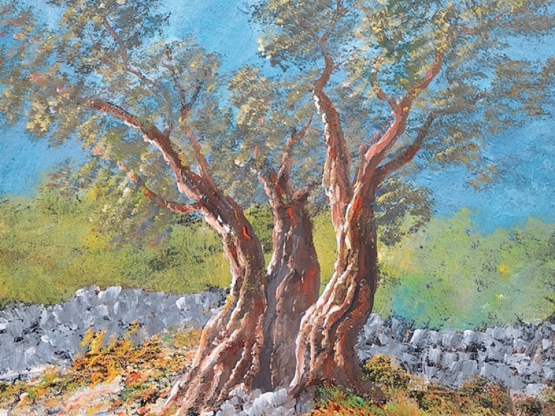 Olive orchard 2410