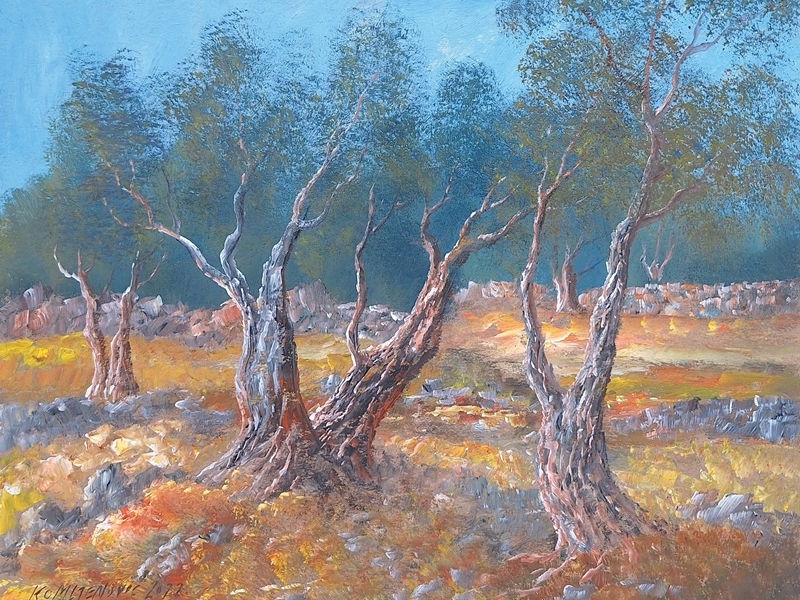 Olive orchard 2415