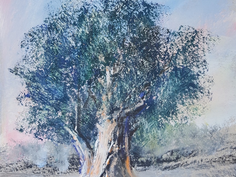 Olive tree 816