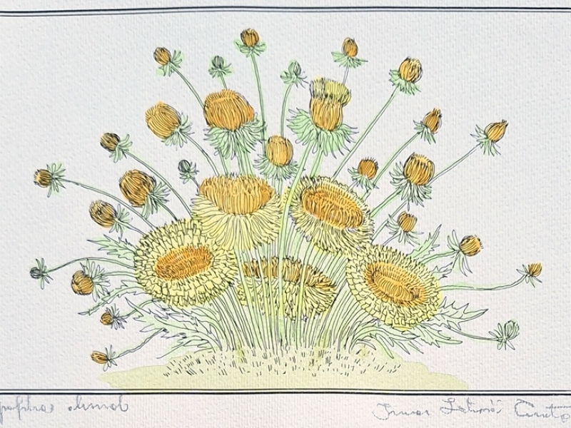 Daffodil 251