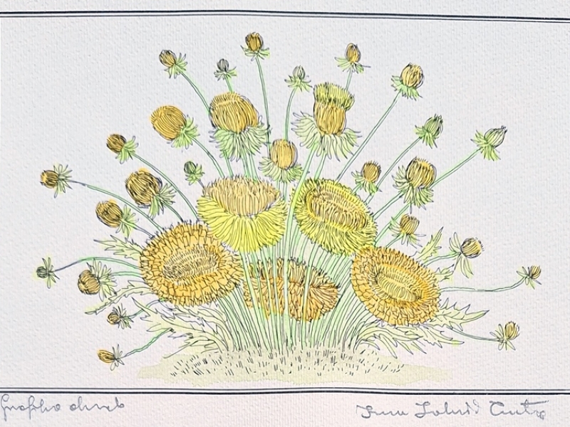 Daffodil 252