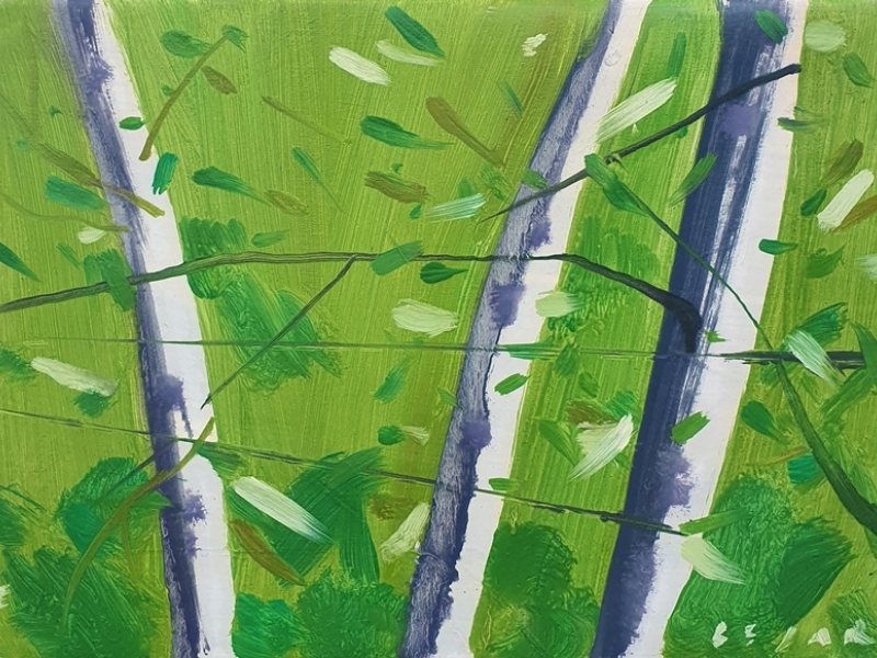 Birch trees