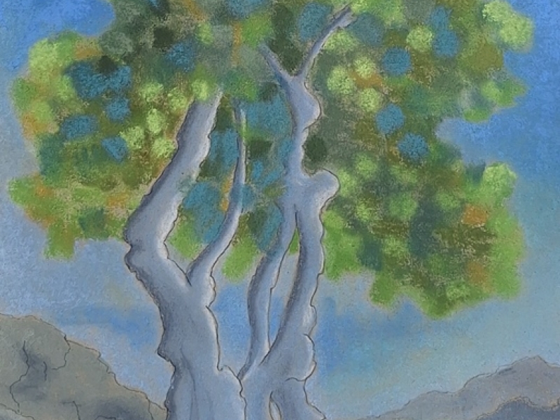 Olive tree Z