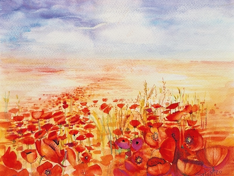 Poppy field 2420
