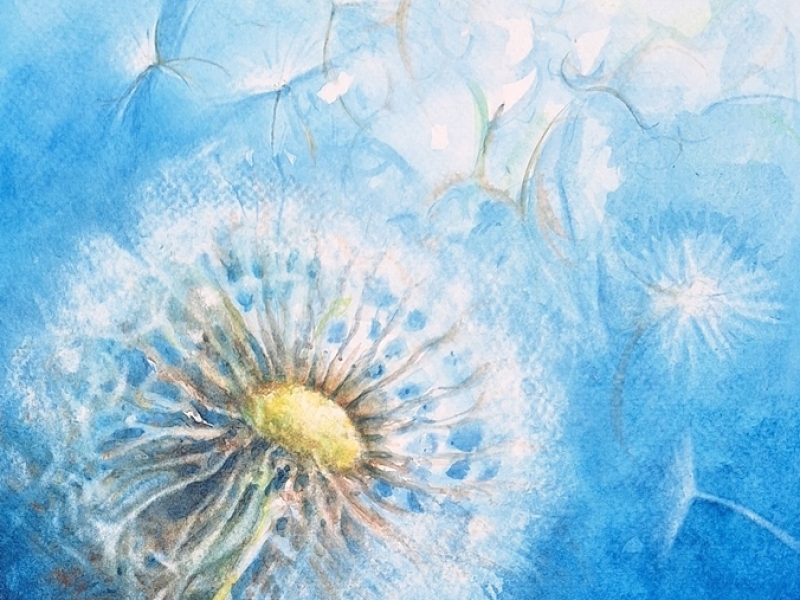 Dandelion 2430