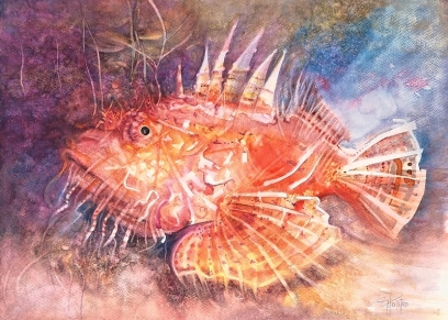 Grouper A III, Politeo Goranka, aquarelle