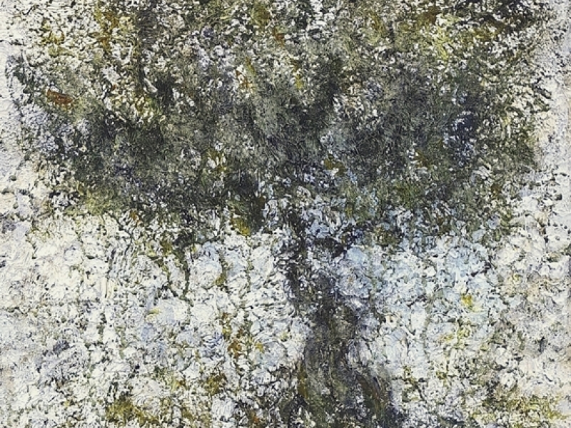 Olive tree 2025
