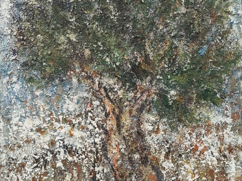 Old olive tree