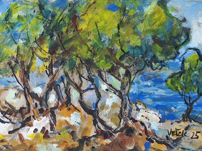 Olive trees by the sea 2526