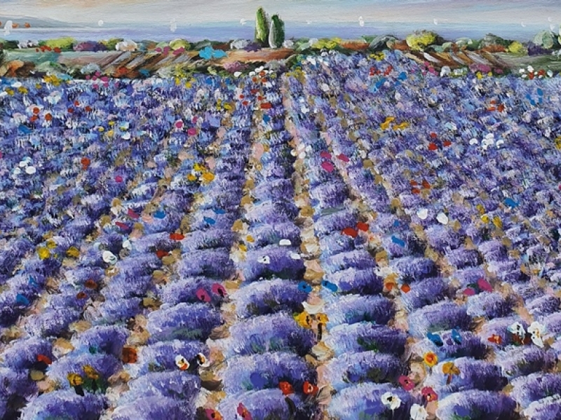Lavender field 2247