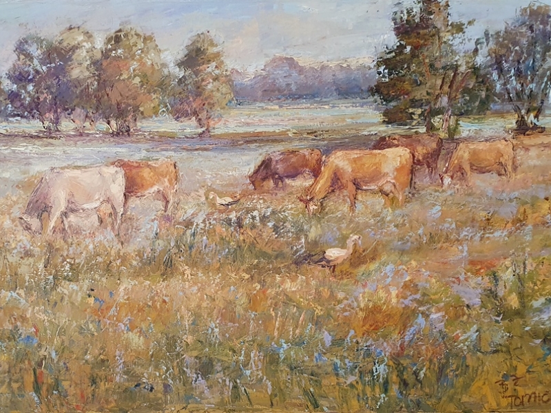 Cows on the pasture