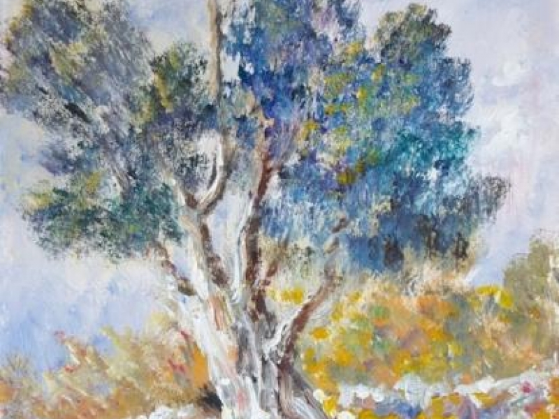 Olive Tree 508